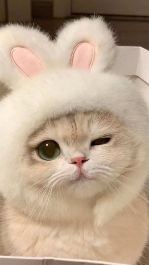 Hình nền mèo cute iPhone 18 Pro Max