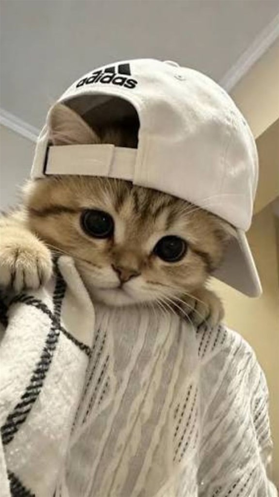 Hình nền mèo hiphop iPhone 18 Pro Max