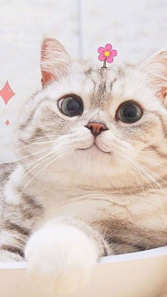Hình nền về động vật chibi dễ thương
